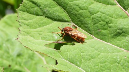 Coenomyia ferruginea